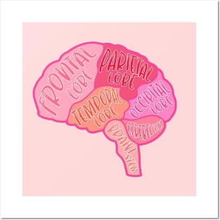 Anatomical brain Posters and Art